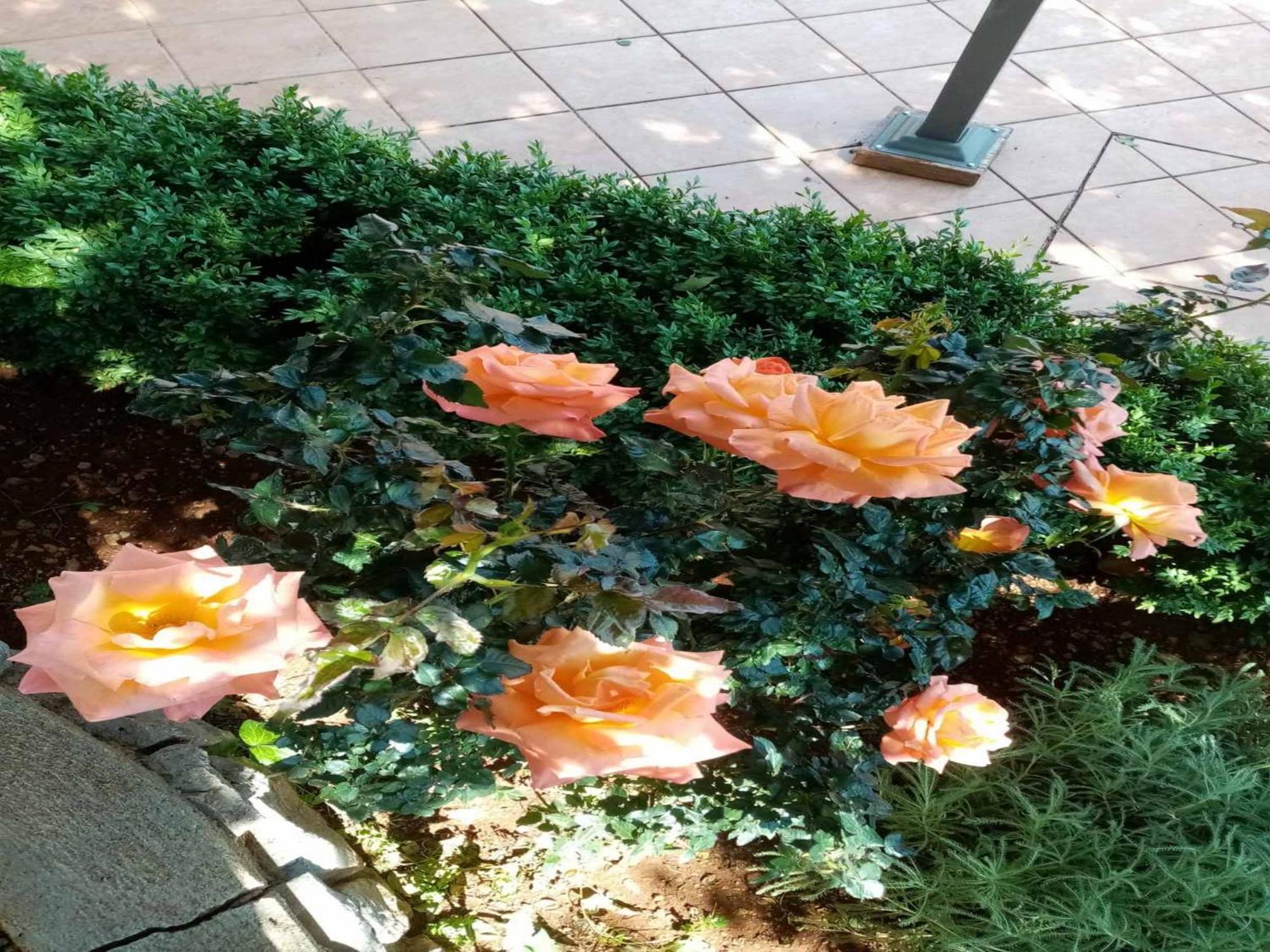 קרלובג Apartments Paola חדר תמונה